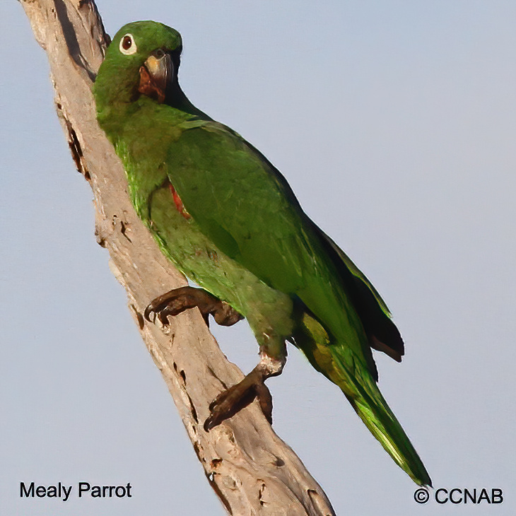 Birds of North America