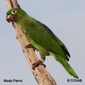 Mealy Parrot