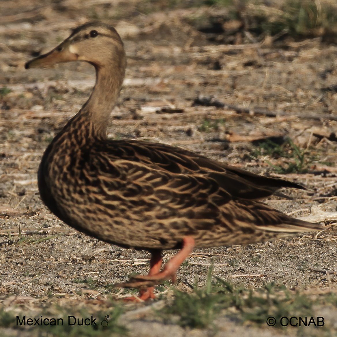 Birds of North America