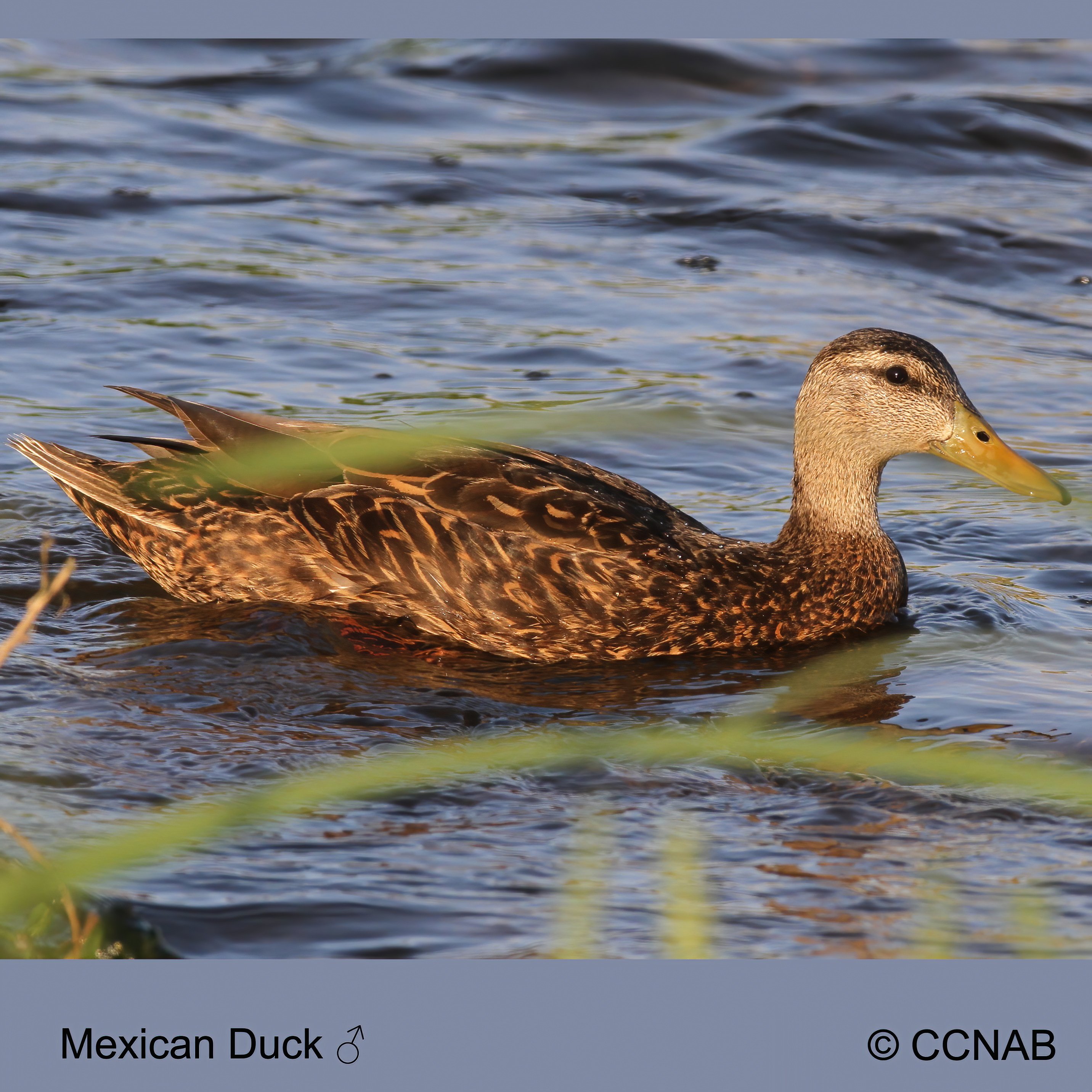 Birds of North America