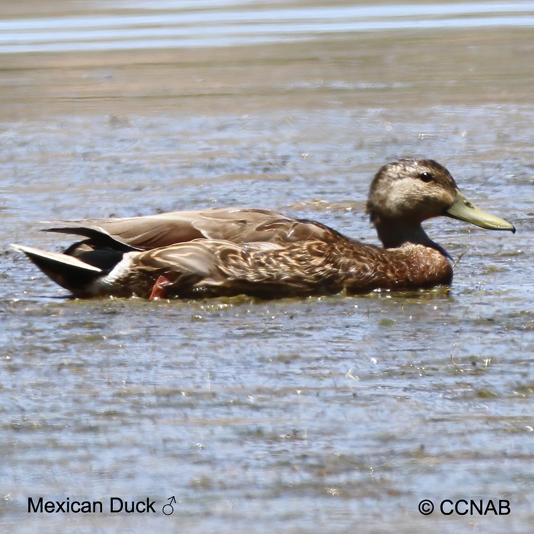 Birds of North America