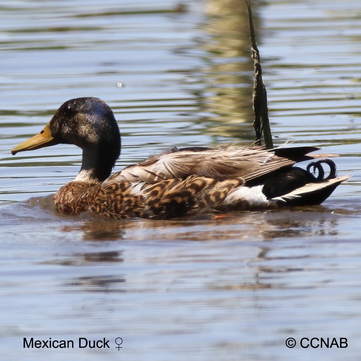 Birds of North America