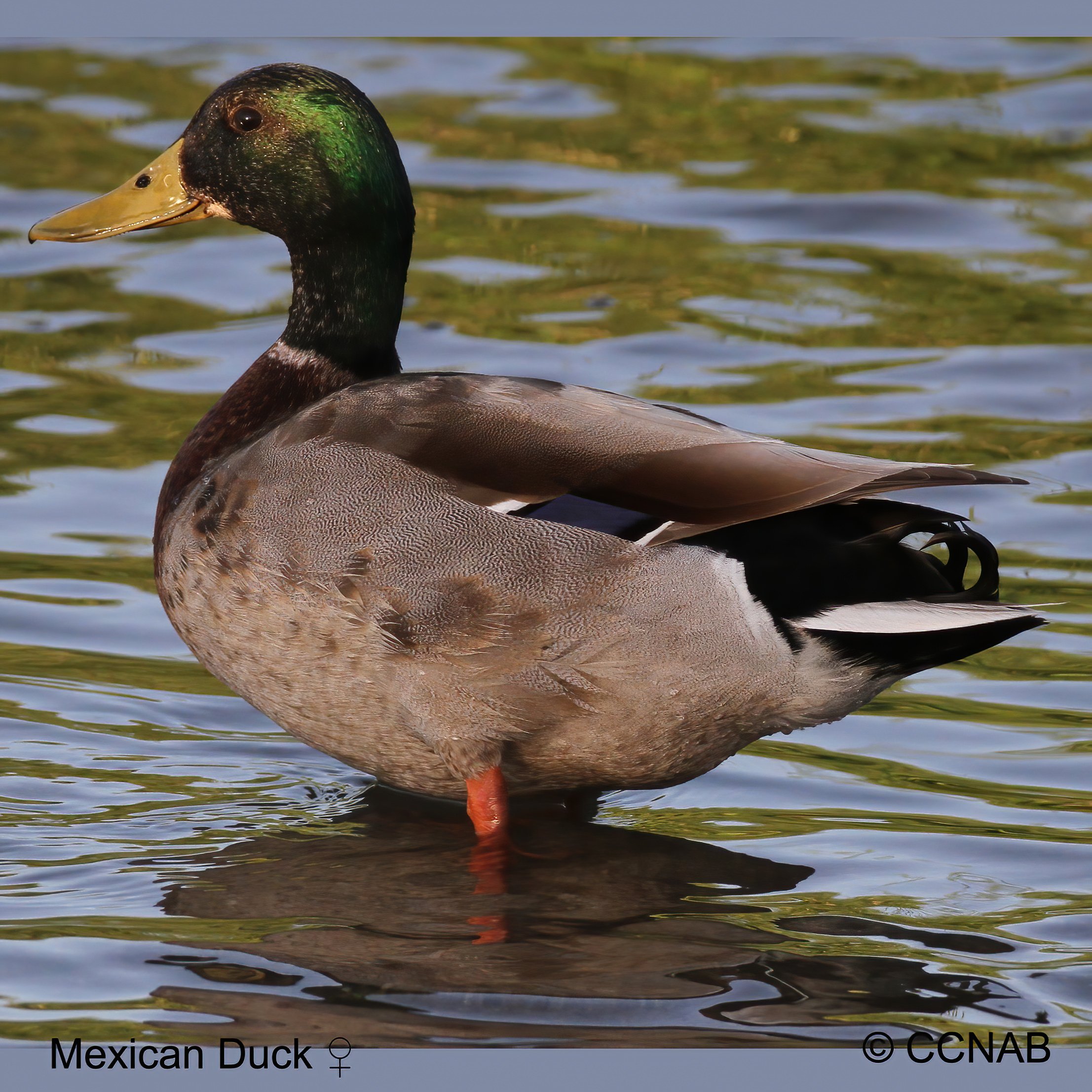 Birds of North America