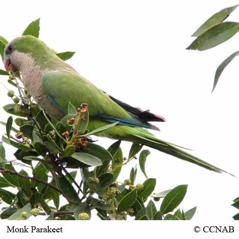 Birds of North America