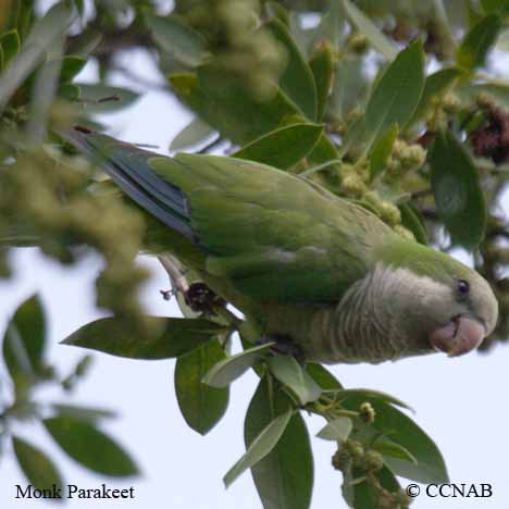 Birds of North America