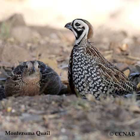 Birds of North America