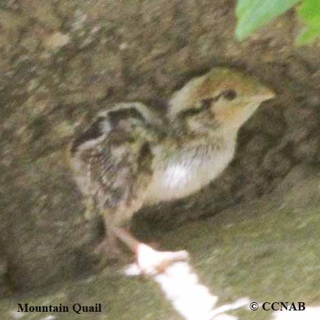 Birds of North America