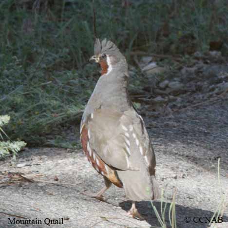 Birds of North America