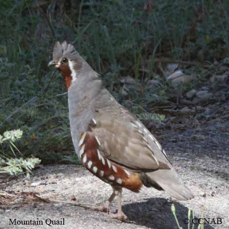 Birds of North America