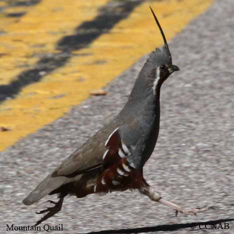 Birds of North America