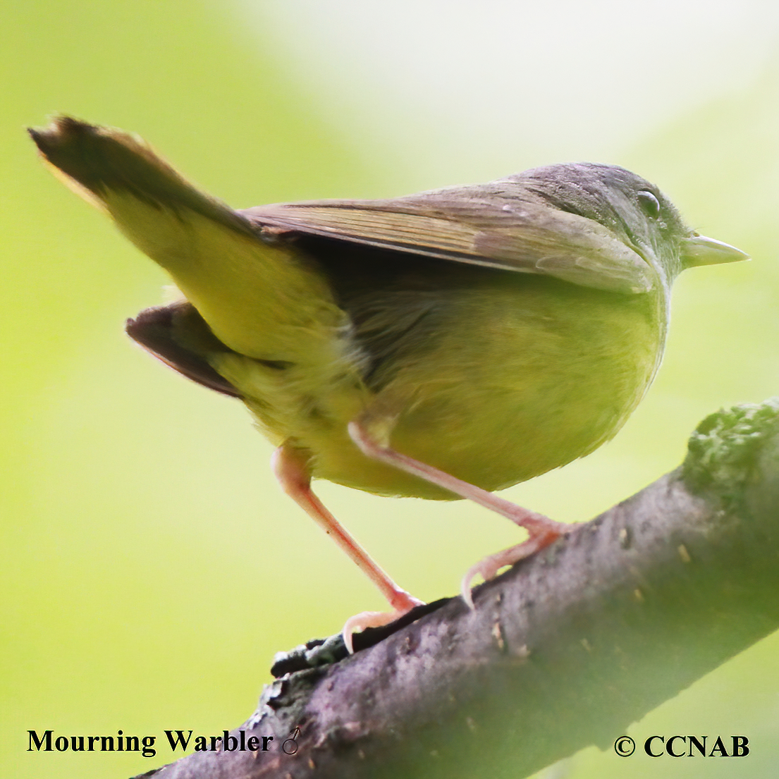 Birds of North America