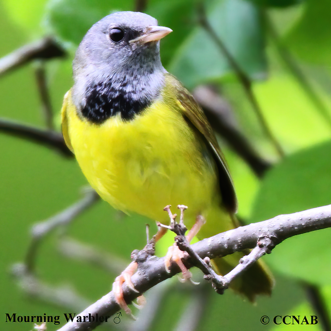 North American Warblers