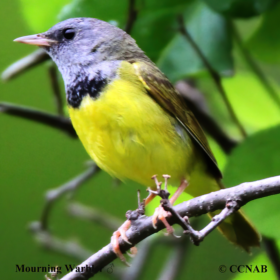 Birds of North America