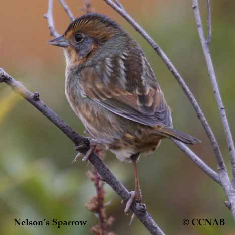 Birds of North America