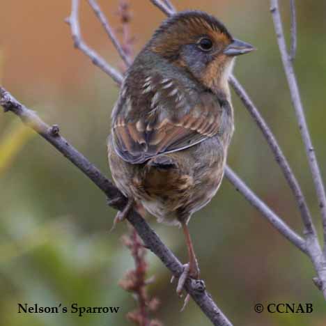 Birds of North America