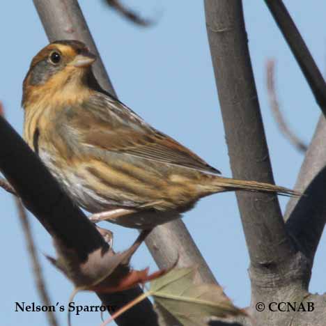 Birds of North America