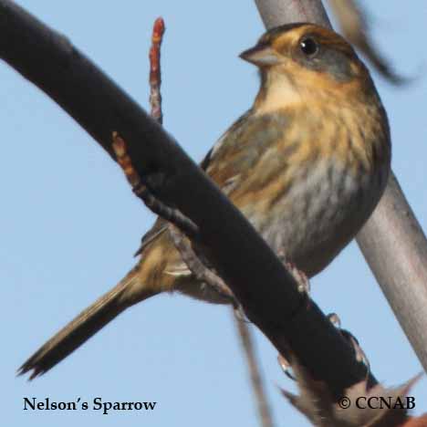 Birds of North America