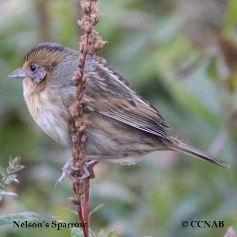 Birds of North America