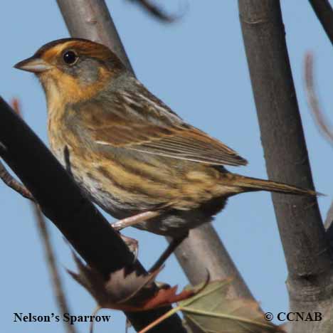 Birds of North America