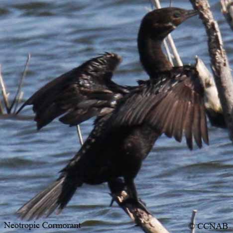 Birds of North America