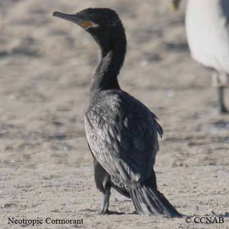 Birds of North America