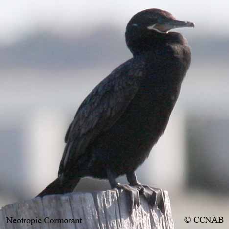 Neotropic Cormorant