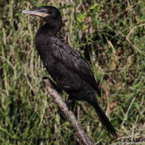 Birds of North America