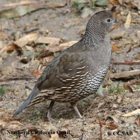 Northern California Quail