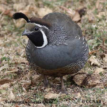 Northern California Quail