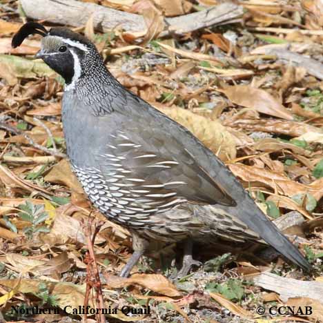 Northern California Quail Range Map (Callipepla californica) - North ...