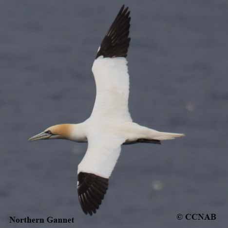 Birds of North America