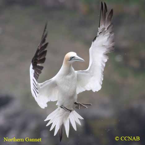 Birds of North America