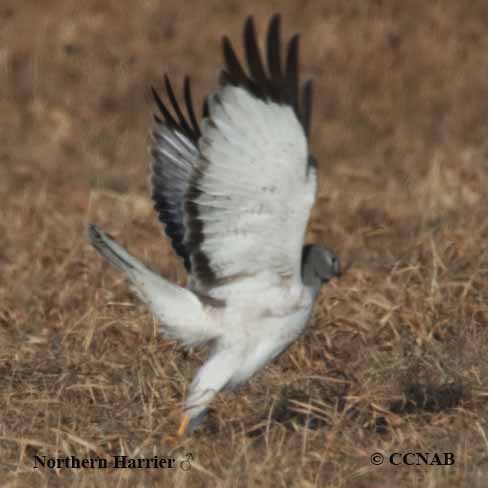 Birds of North America