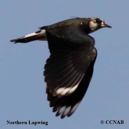 Birds of North America