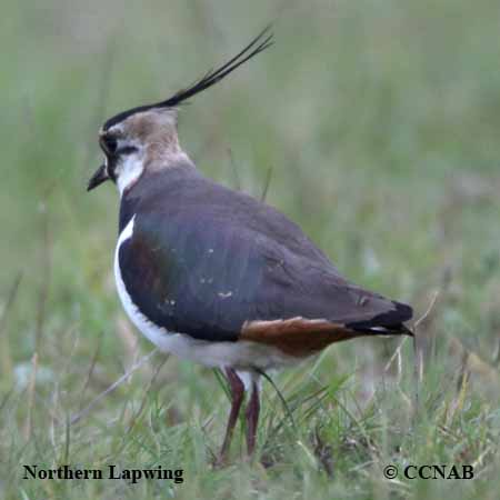 Birds of North America