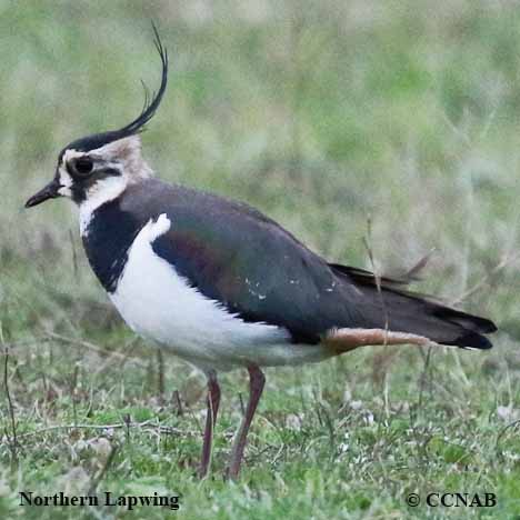 lapwings