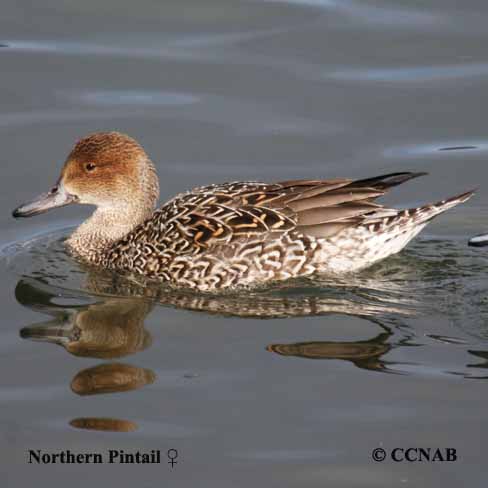 Birds of North America