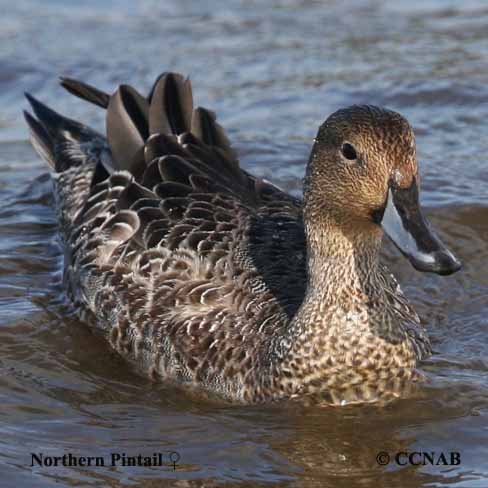 Birds of North America