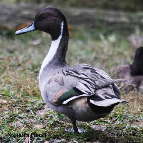 Birds of North America