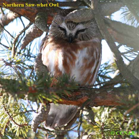 Northern Saw-whet Owl