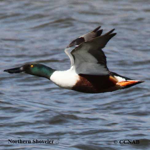 Birds of North America