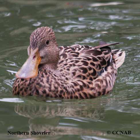 Birds of North America