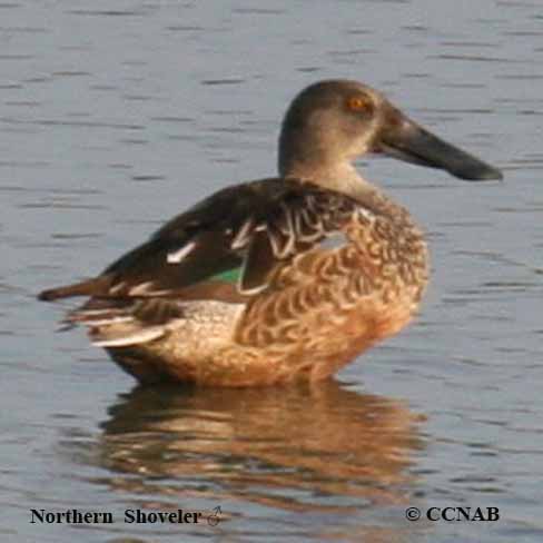 Birds of North America