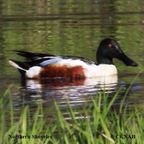 Birds of North America