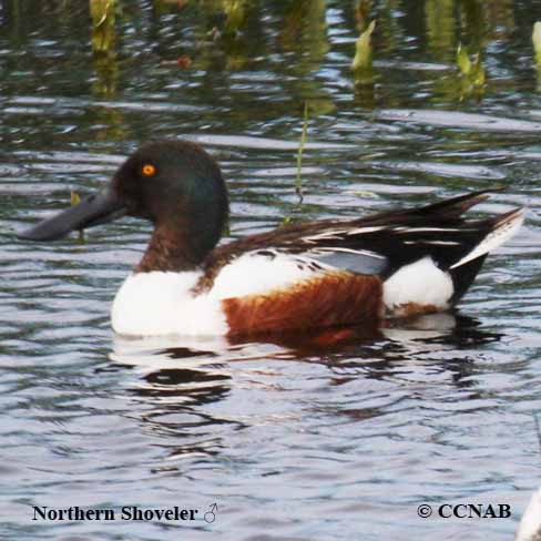 Birds of North America