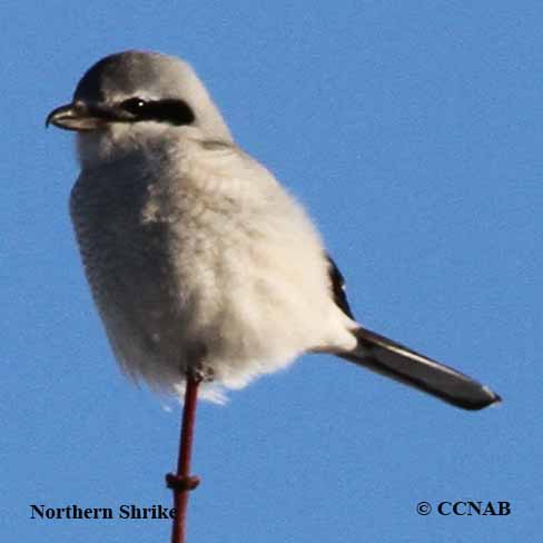 Birds of North America