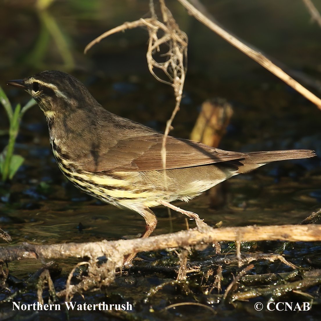 Birds of North America