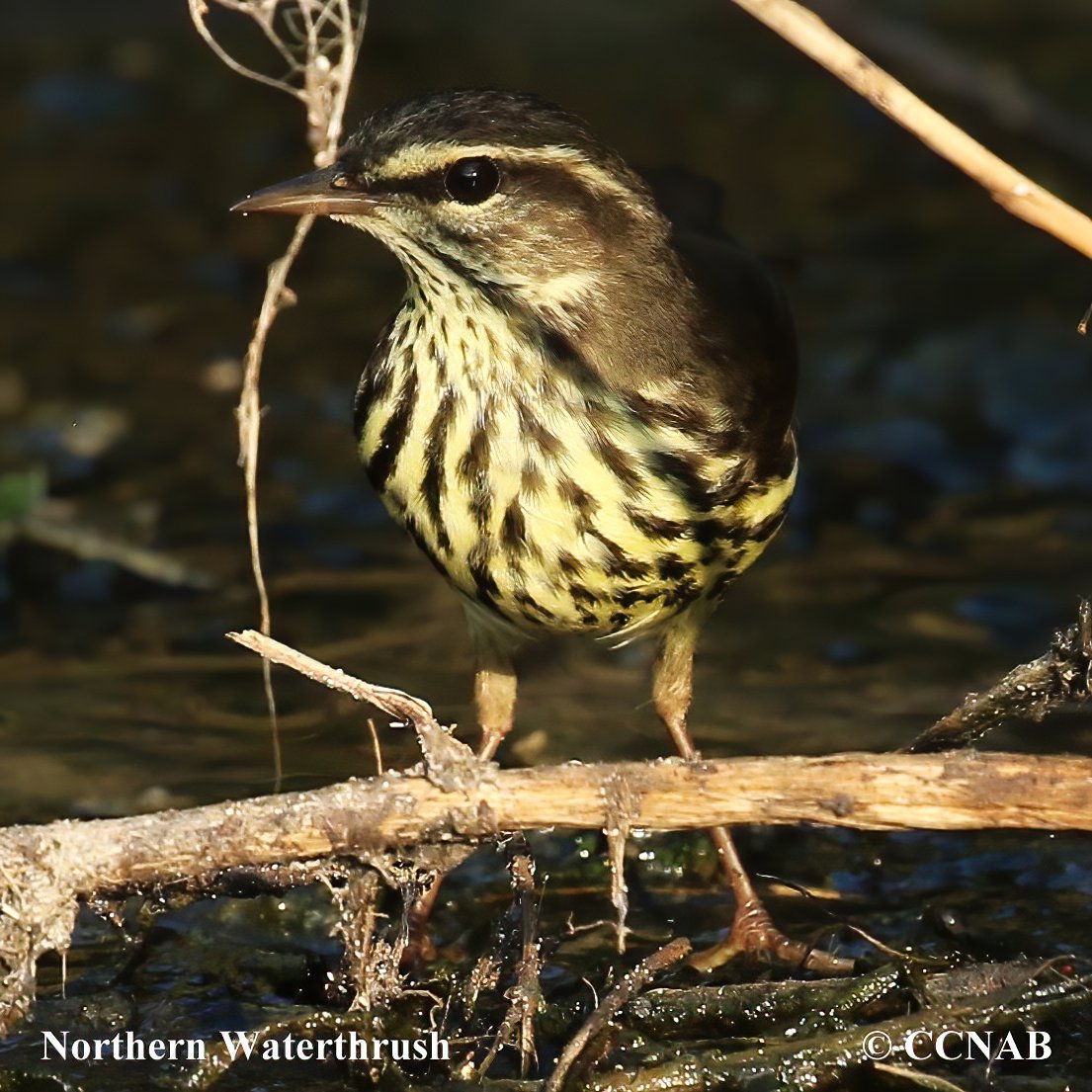 Birds of North America