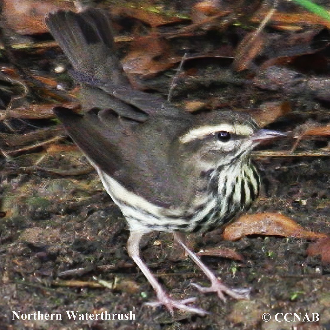 Birds of North America