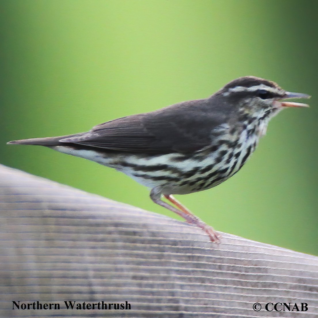 Birds of North America